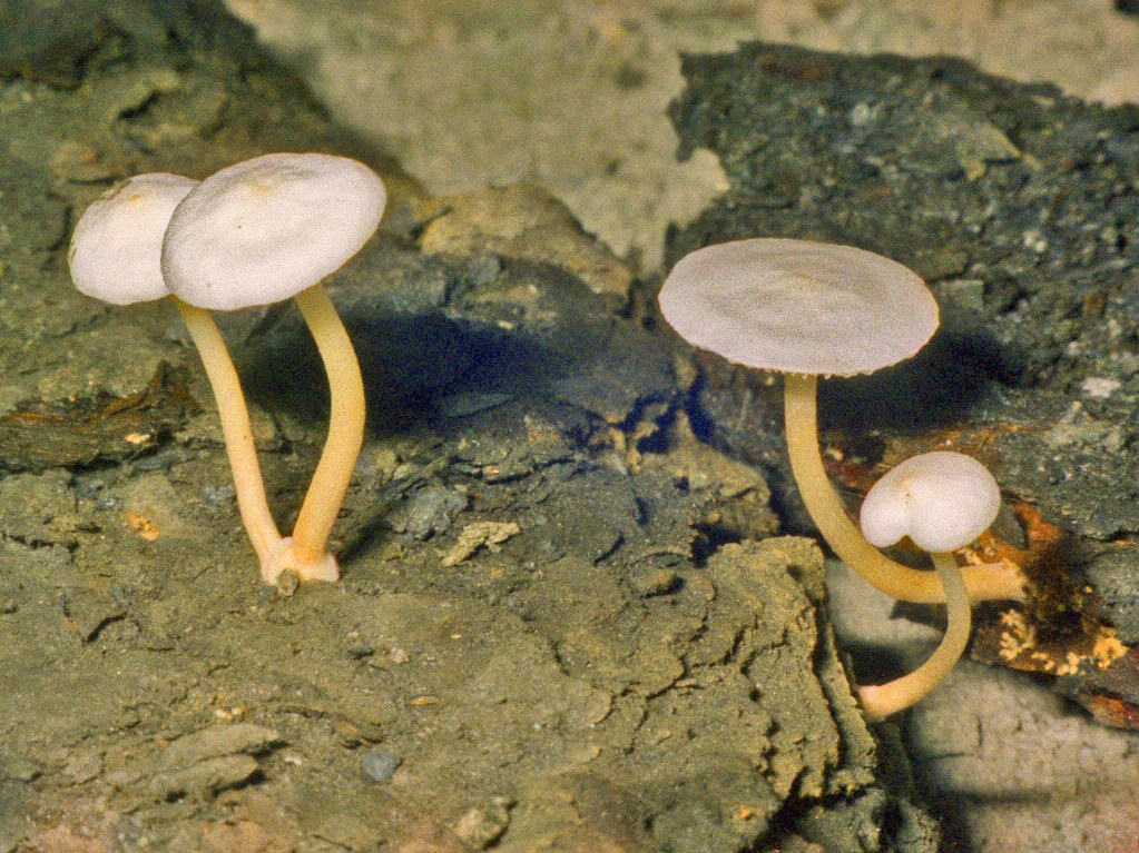 Funghi in miniera